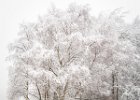 Eddie Sherwood - A Local Winter Scene.jpg